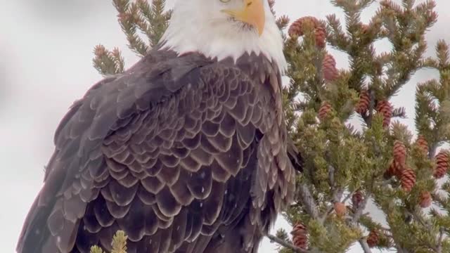 Bald Eagle Perches on Pine Tree in Yellowstone National Park