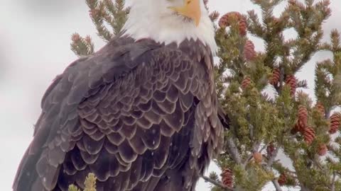 Bald Eagle Perches on Pine Tree in Yellowstone National Park