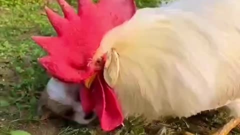 Animals videos funny