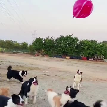 Paws and Play: Canine Ball Bonanza