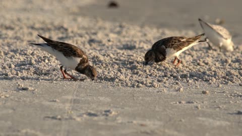 A Sanderling Joins the Ruddy Turnstones