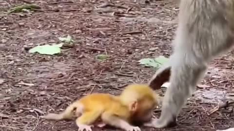 Mom teaching baby to walk🐵🙈