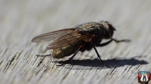 Moment Of Pooping Small Insects - Funny Animal Video