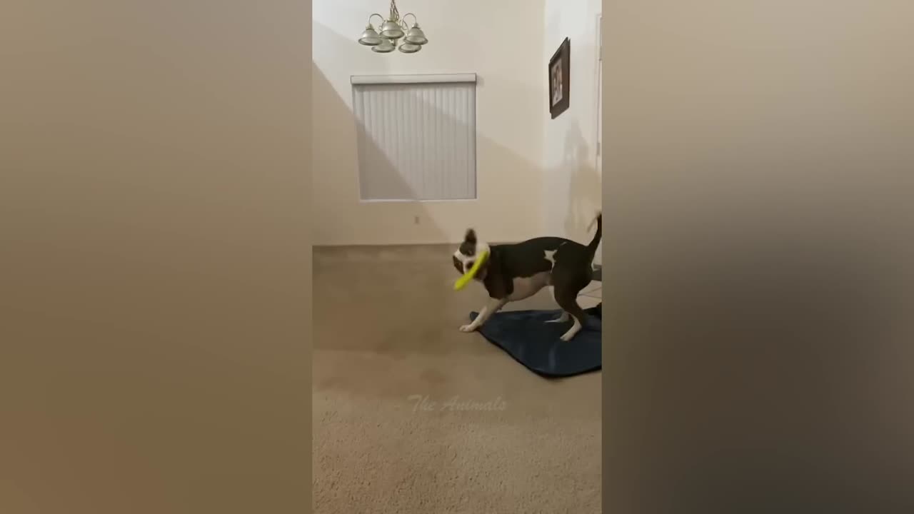 Best Funny Animal Videos Of The 2022 π€£ - Funniest Cats And Dogs Videos πΊπ (45)