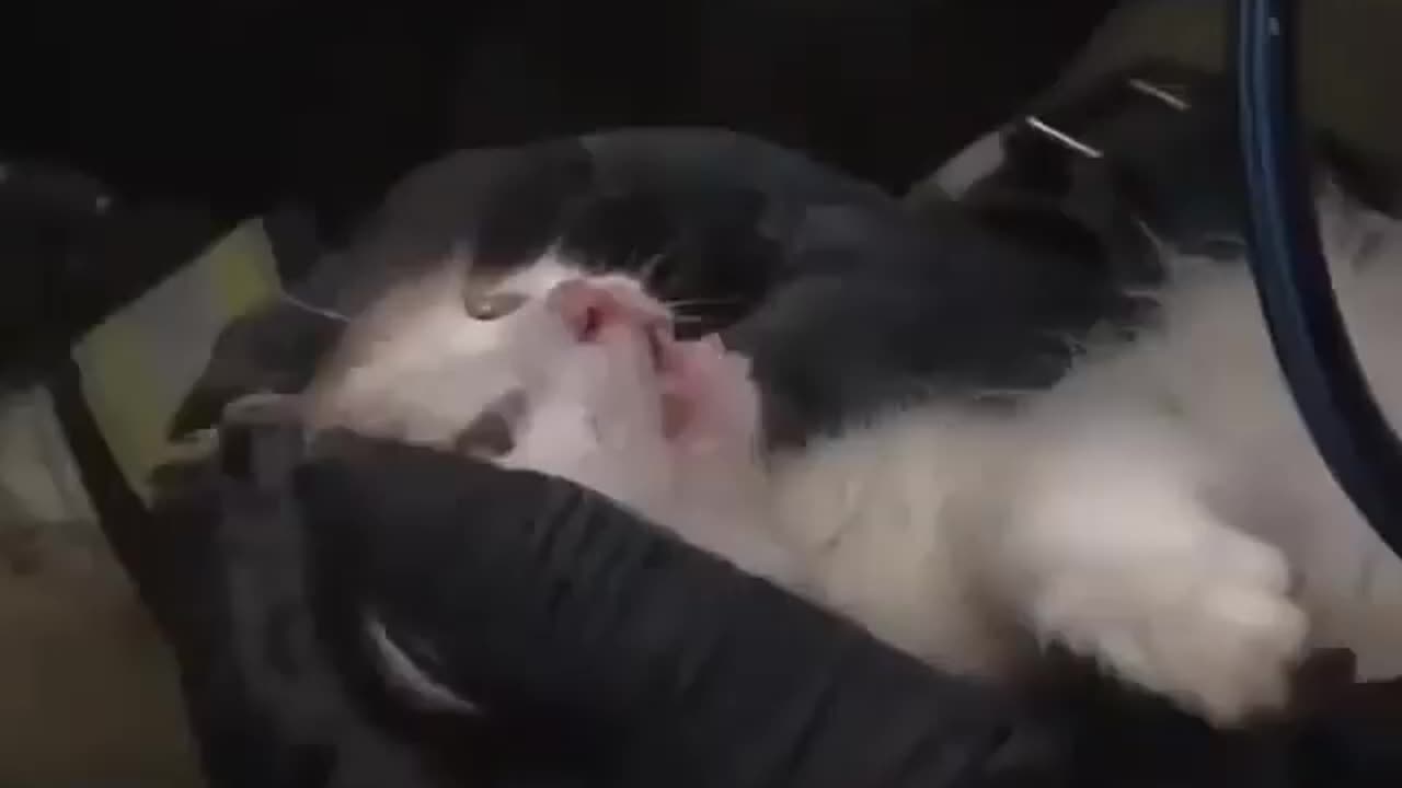 🥺🥺🥺😭this cat was nearly dead please support