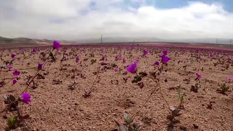 Dry sandbeds in Atacama bloom with flowers