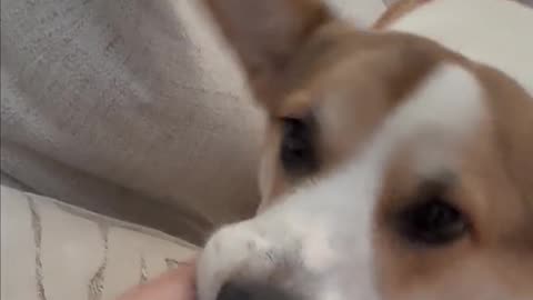 So you chose to play... Now when do you choose to stop? 🐶