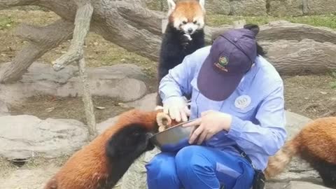 red pandas