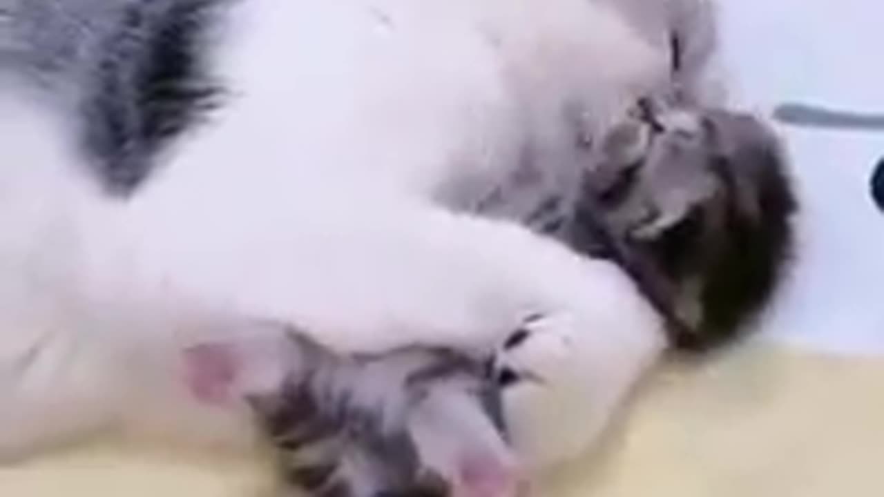 Quite cat 🐱🐱 mom emosnaly video