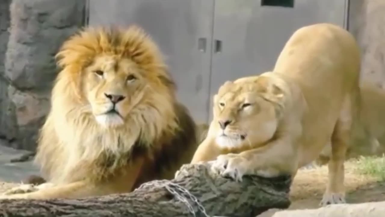 Caryring Girlfriend daring lion 🦁🦁🦁😂🤣😂😂🤣👍🤣😂🤣😂