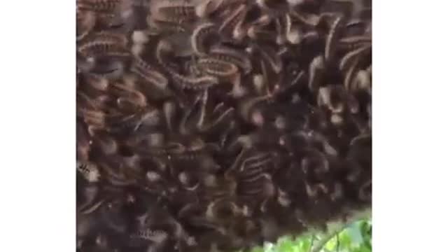 Caterpillars that know a lot about music