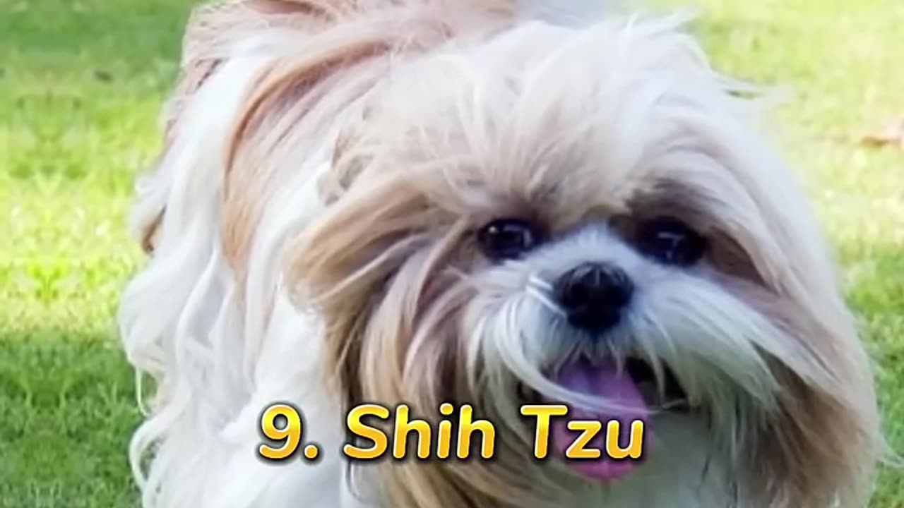 Top 10 Cutest Dogs