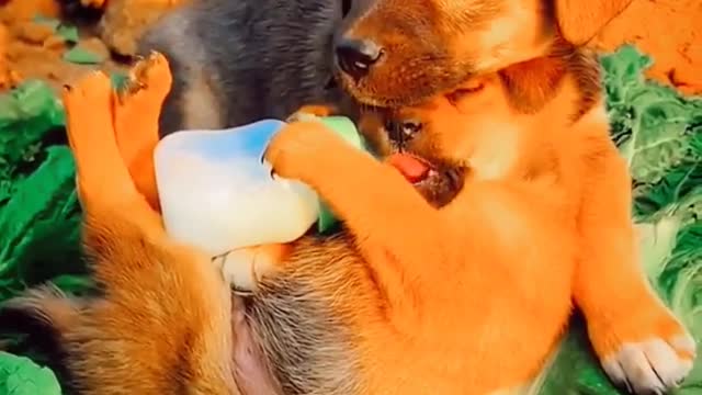 Puppis Milk Feeding Cute Baby Dog Video Little Puppy Videos Animals Funny Videos #shorts #dog