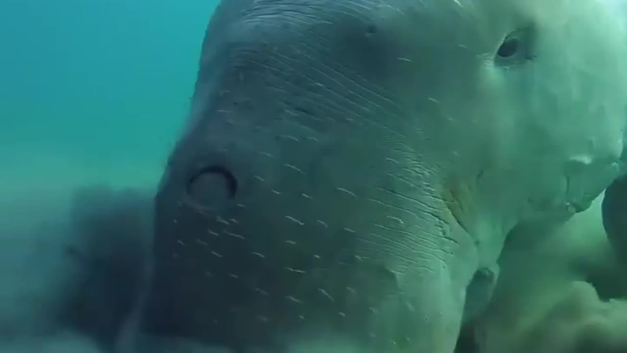 Underwater Vacuum