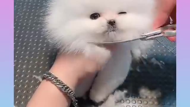 Cute_and_Funny_Dog_Videos_Compilation__