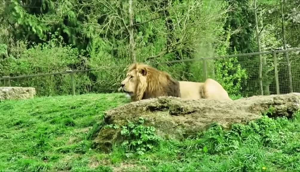King Roaring