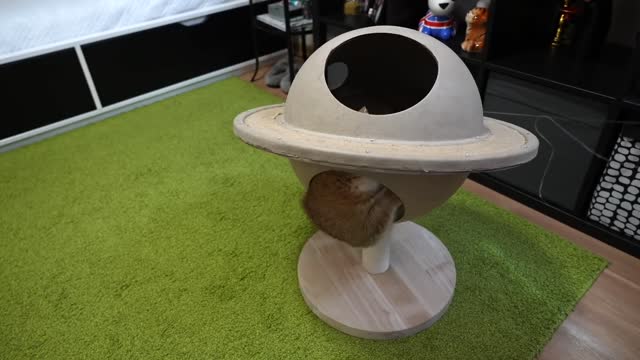 GALAXAN PLANEST From Cat Tree to Cat Paradise!