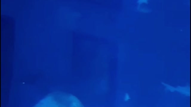 Shark Aquarium