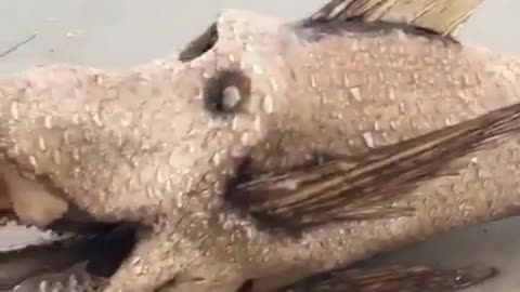 GoneViral #funnyvideos #satisfyingviedos2024