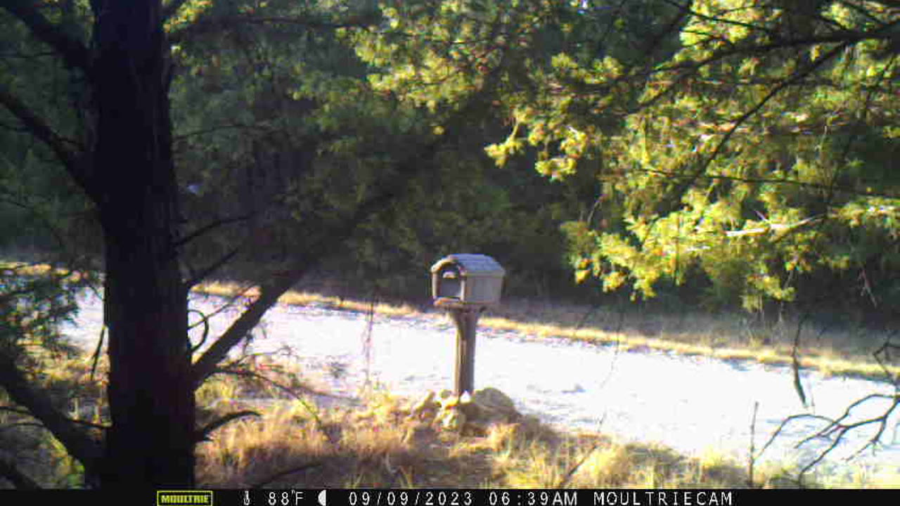 Trail Cam at Mailbox ~ WARNING! turn volume way down!