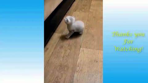Kitten Can't Jump High
