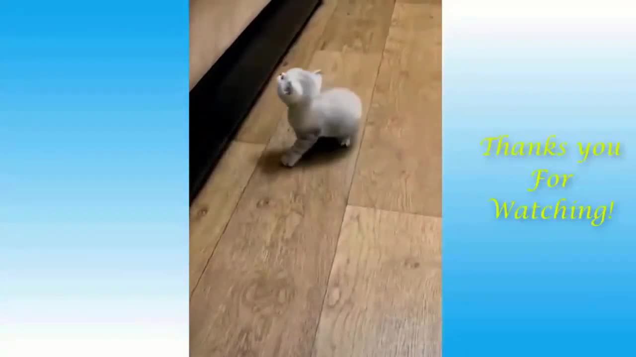 Kitten Can't Jump High