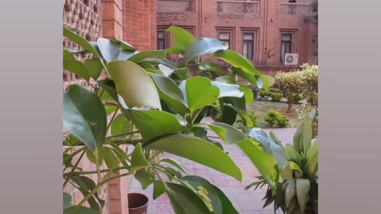 IIUI BEAUTIFUL VIEW#IIUI#NATURE#YOUTUBR