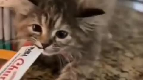 Most Popular Cute Cates Video On Rumble Short