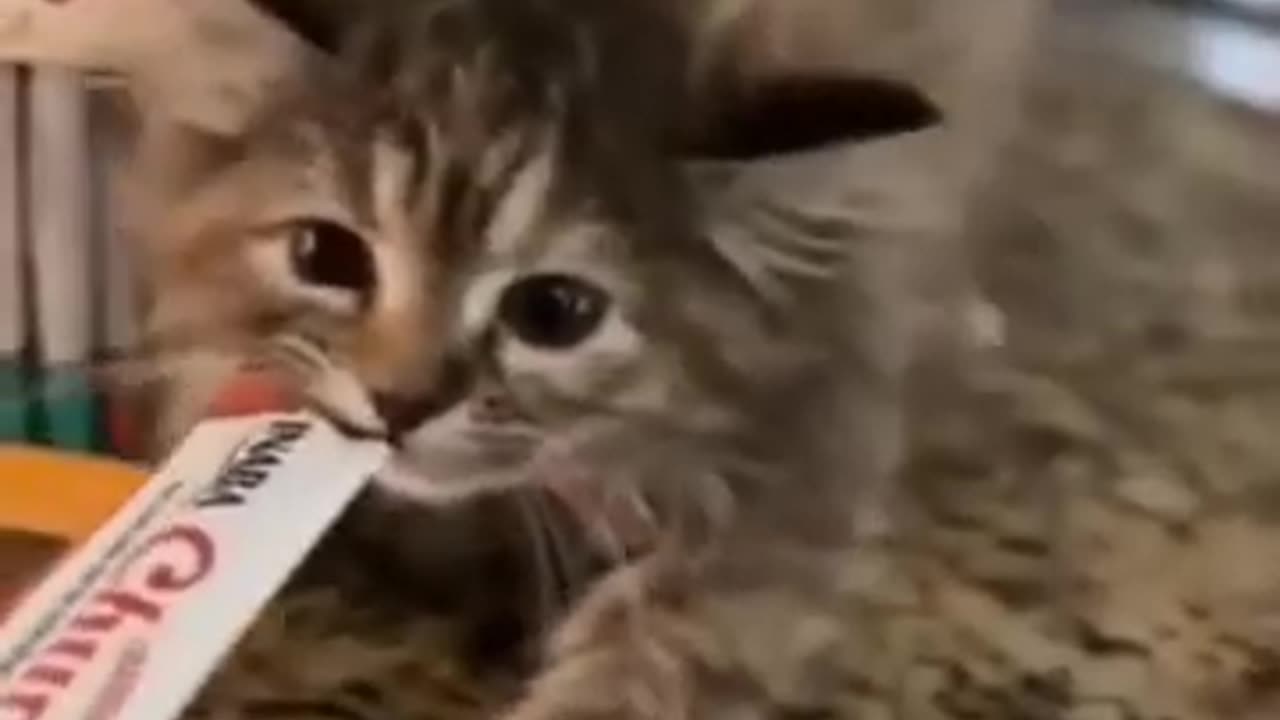 Most Popular Cute Cates Video On Rumble Short