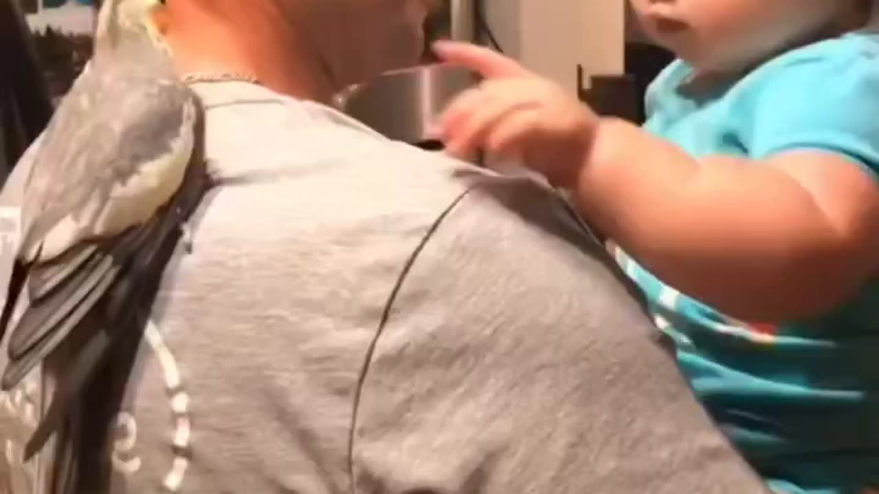 Funny animal