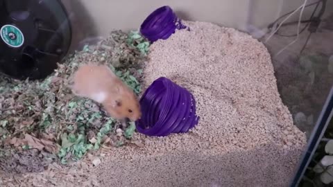 Giving My Hamster A Home Makeover