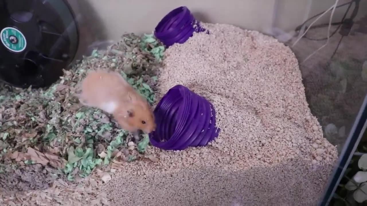 Giving My Hamster A Home Makeover