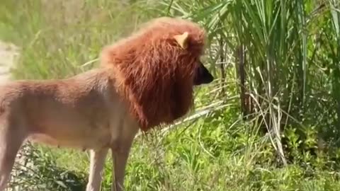 lion attack to people in forest , it's was great prank because it's was fake lion