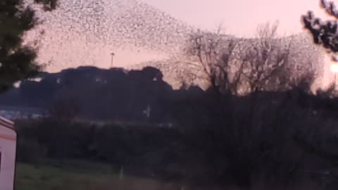 birds in the sky of Rome, Italy