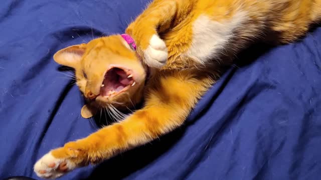 Everyone is invited to my special Otaku Community: ecchi.ai/fam - Liz🌸