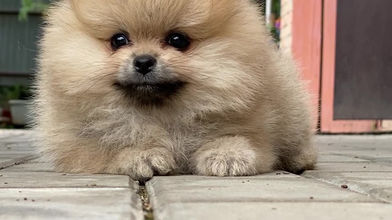 Cute puppy