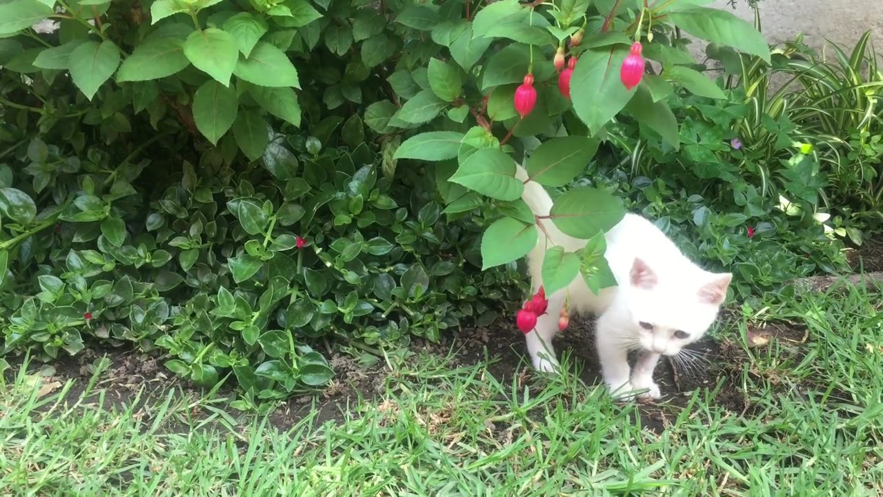 Playful Kitten Having Fun with Berries and Twigs