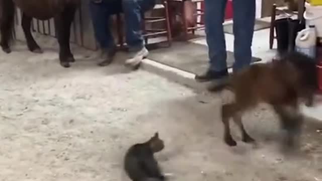 The week-old colt and the cat have fun together!