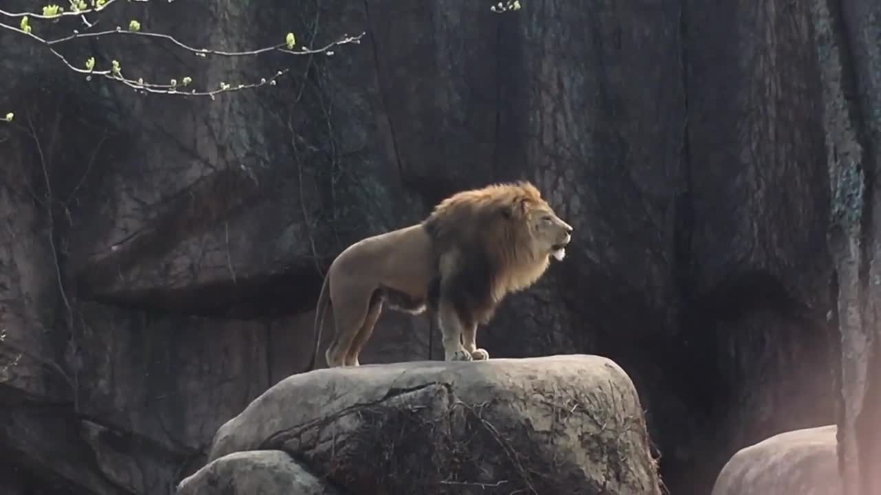 Epic Lion Roar at Lincoln P ark Zoo