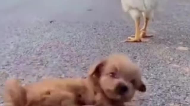 Chicken 🐔 Playing Football 😅 , Chicken VS Dog Playing, Chicken And Dog playing 🤣