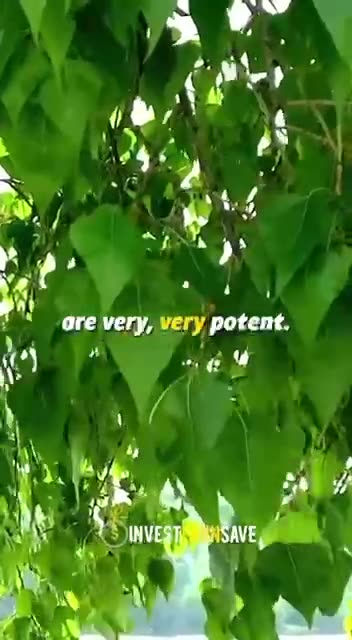 Barbara O'Neill 🔥Unleash the Healing Power of Comfrey!🔥