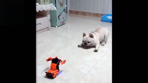 dog vs transformers car