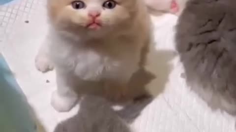 Cute Cat video