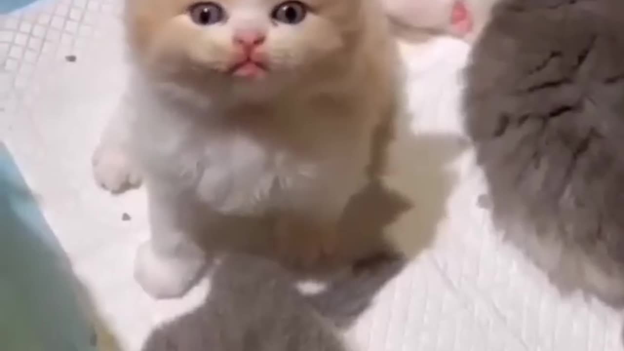 Cute Cat video