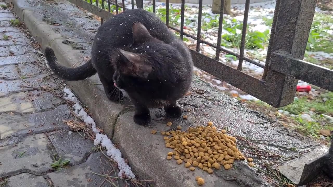 Stray Black Cat Very Hungry.