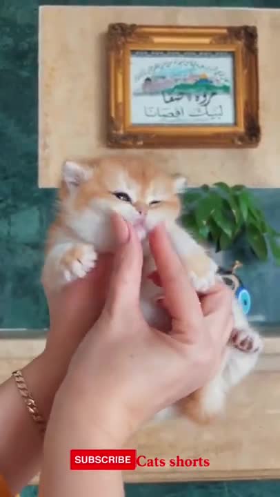 #fyp #viral #foryou #foryoupage #cats #funny #shorts