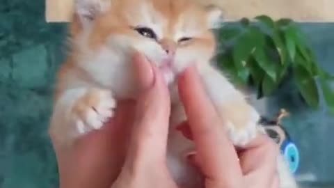 #fyp #viral #foryou #foryoupage #cats #funny #shorts