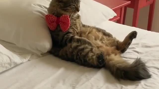 The cat in bed