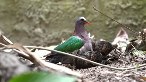 The Peacock with Poor Flying Ability