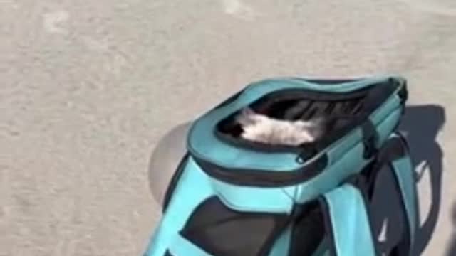 Guy trains his cat to walk alongside him at the beach